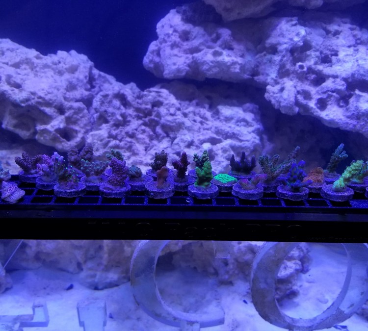 Fraghouse Corals (Tyler,&nbspTX)